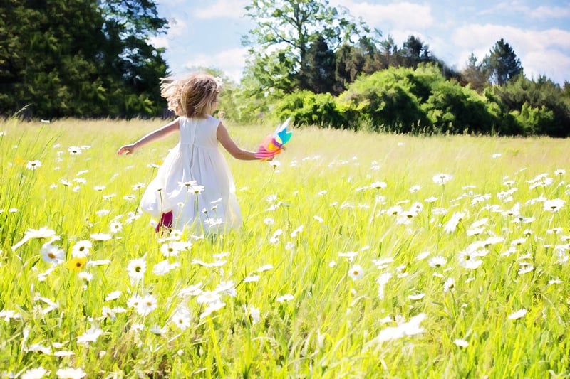 Sunny Meadow